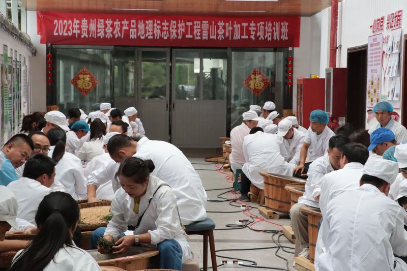 有关于雷山茶叶加工专项培训班走进车间 手把手传授高品质绿茶加工诀窍的新闻(3)