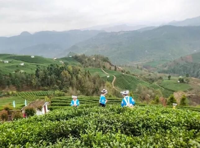 有关于贵定云雾镇：用好“变”字诀，助推茶产业发展再上新台阶的相关内容(2)