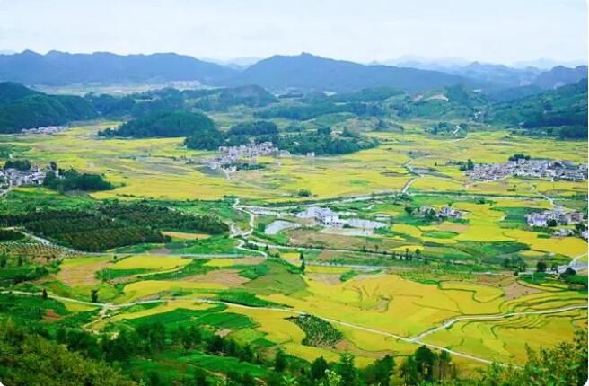 有关于贵定云雾镇：用好“变”字诀，助推茶产业发展再上新台阶的相关内容