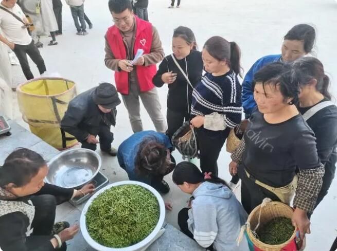 有关于贵定云雾镇：用好“变”字诀，助推茶产业发展再上新台阶的相关内容(3)