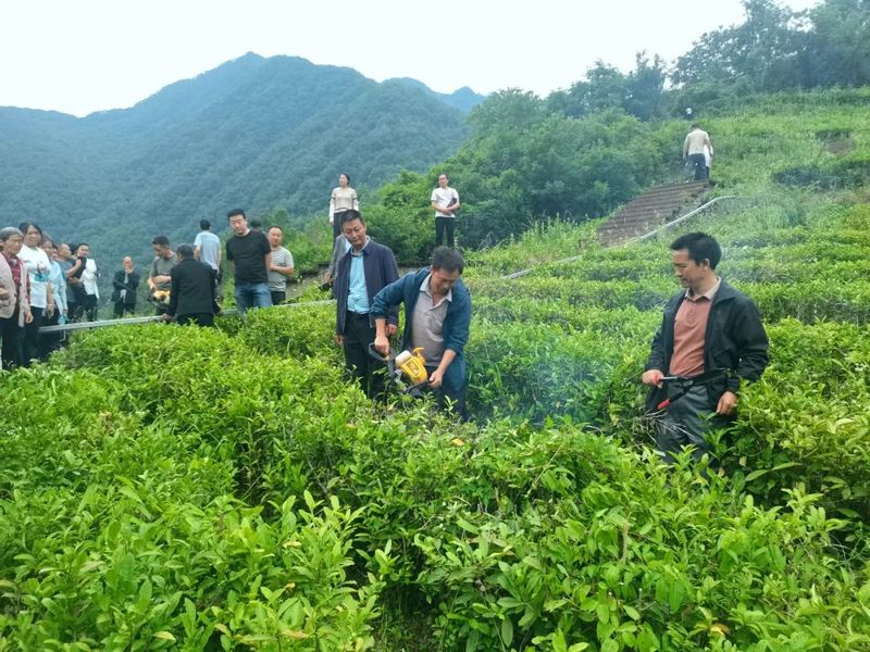 关于裕河镇召开茶叶产业现场培训会的新闻(2)