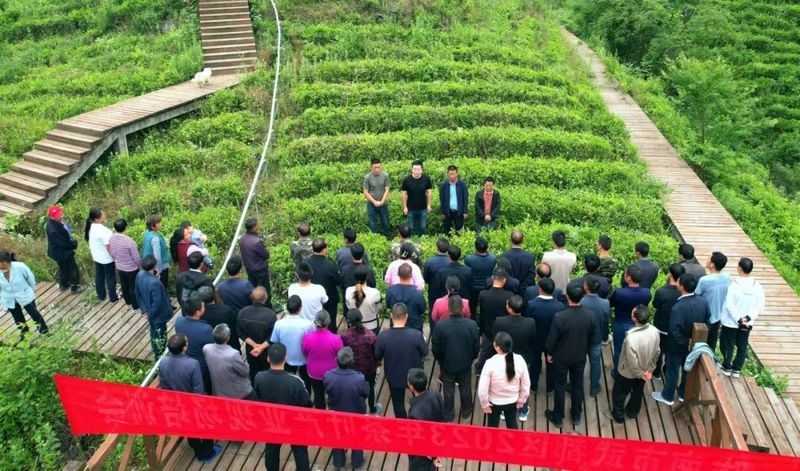 关于裕河镇召开茶叶产业现场培训会的新闻
