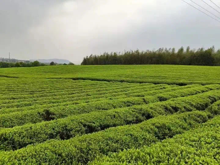 关于今在上虞，翠茗飘香——“上虞翠茗”北京推介会盛大举行的消息(13)