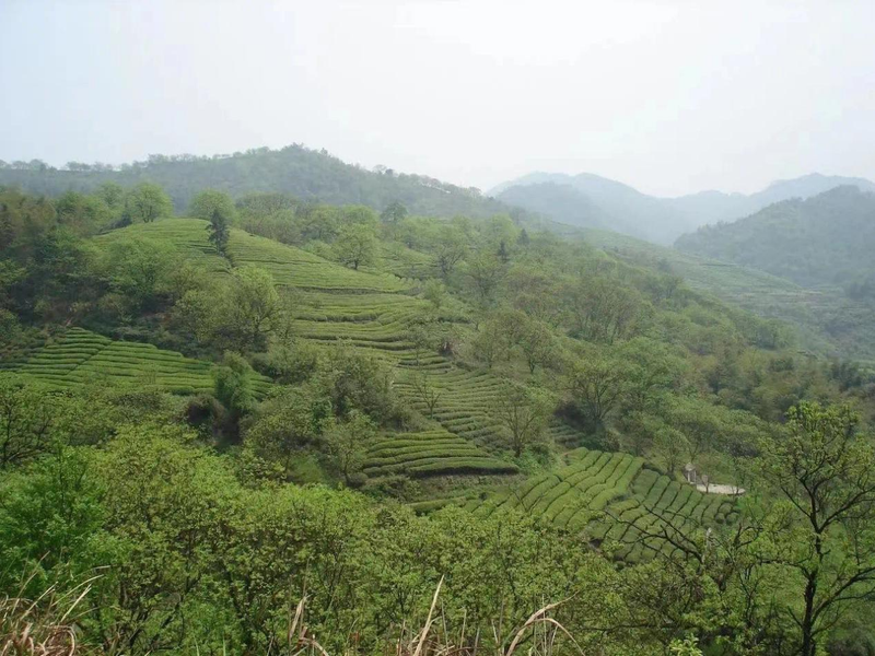 关于今在上虞，翠茗飘香——“上虞翠茗”北京推介会盛大举行的消息(11)