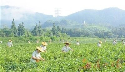 有关于莆田仙游县：统筹发展“三茶”助力乡村振兴的资讯(1)
