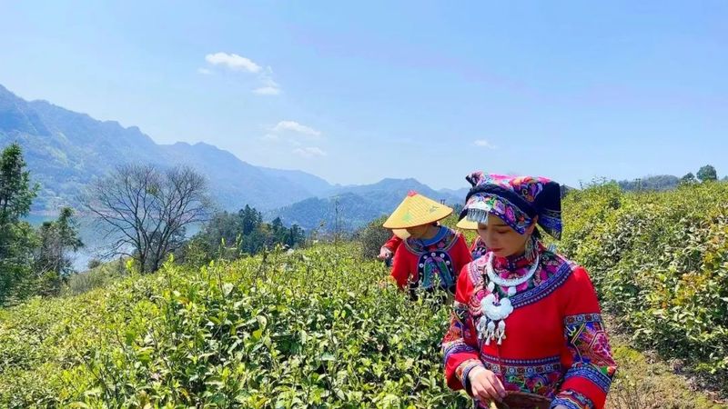 关于沅陵碣滩茶品牌专场推介会·相约2023北京国际茶业展的资讯(11)