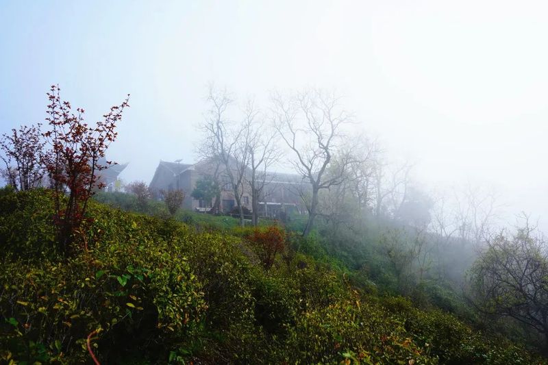 关于沅陵碣滩茶品牌专场推介会·相约2023北京国际茶业展的资讯(2)