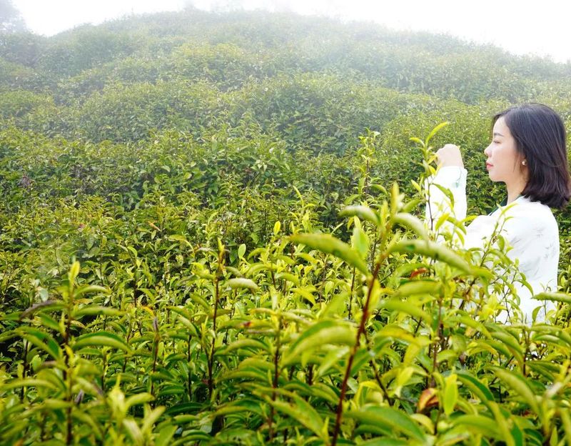 关于沅陵碣滩茶品牌专场推介会·相约2023北京国际茶业展的资讯(8)