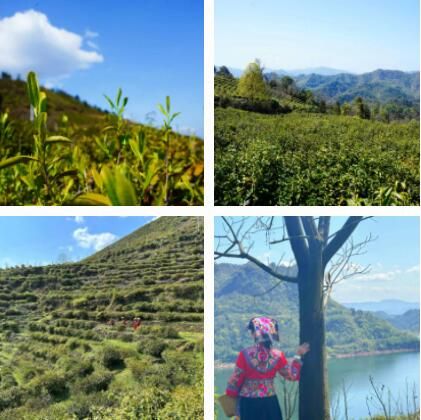 关于沅陵碣滩茶品牌专场推介会·相约2023北京国际茶业展的资讯(6)