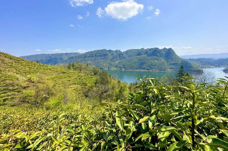 关于沅陵碣滩茶品牌专场推介会·相约2023北京国际茶业展的资讯(7)