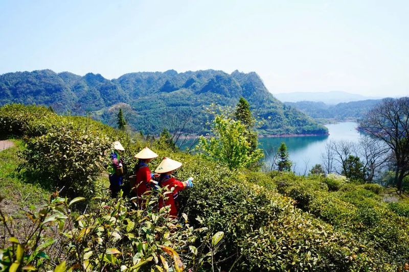 关于沅陵碣滩茶品牌专场推介会·相约2023北京国际茶业展的资讯(13)