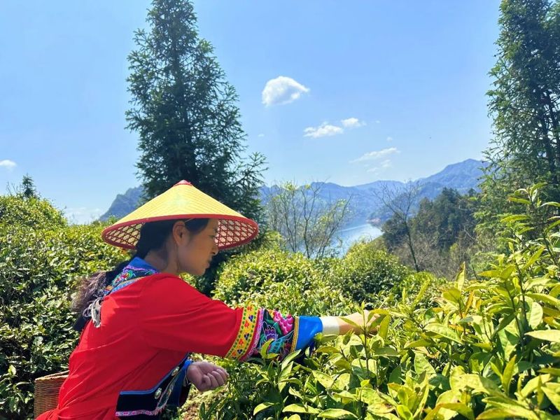 关于沅陵碣滩茶品牌专场推介会·相约2023北京国际茶业展的资讯(12)