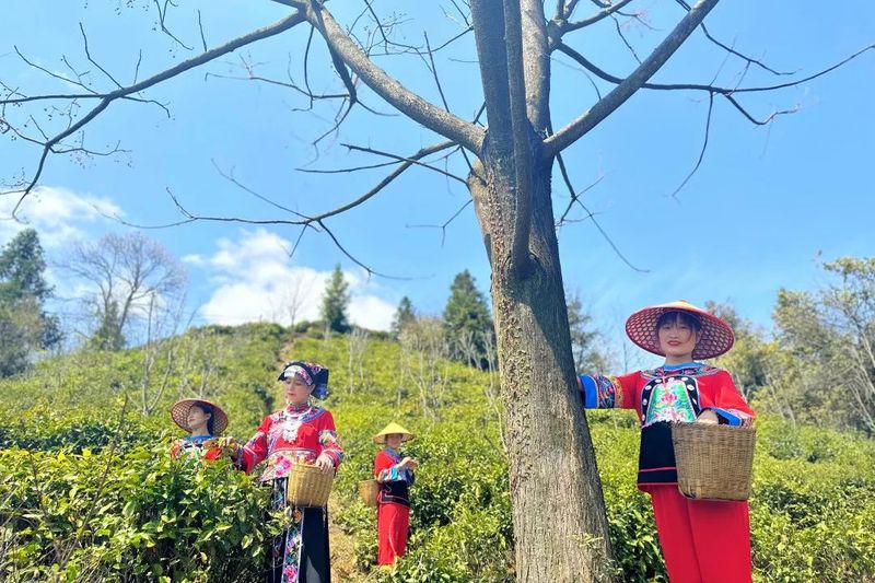 关于沅陵碣滩茶品牌专场推介会·相约2023北京国际茶业展的资讯(10)