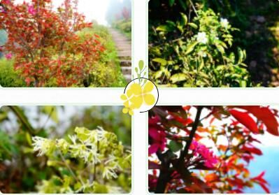 关于沅陵碣滩茶品牌专场推介会·相约2023北京国际茶业展的资讯(9)