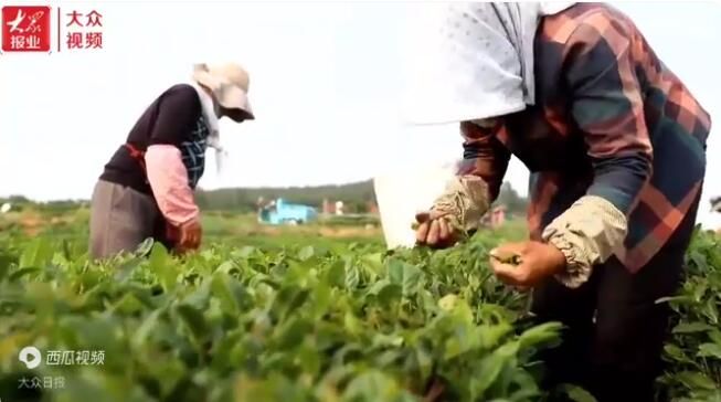 关于日照岚山区16.2万亩茶园进入夏采期的相关信息(2)