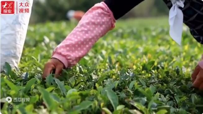 关于日照岚山区16.2万亩茶园进入夏采期的相关信息(3)