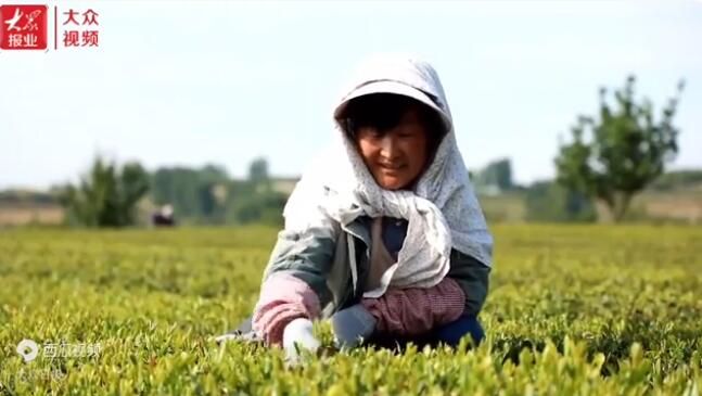 关于日照岚山区16.2万亩茶园进入夏采期的相关信息(1)