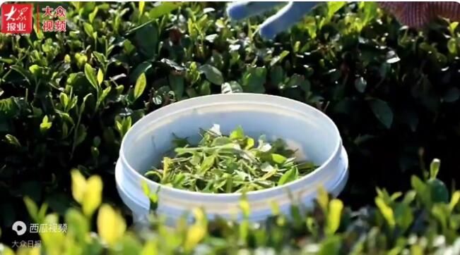 关于日照岚山区16.2万亩茶园进入夏采期的相关信息(4)