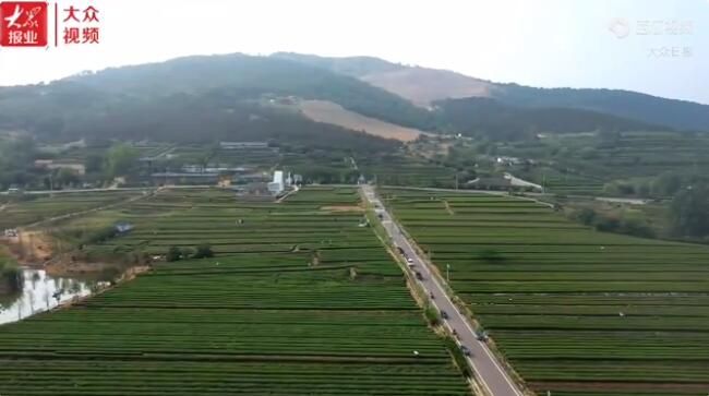 关于日照岚山区16.2万亩茶园进入夏采期的相关信息