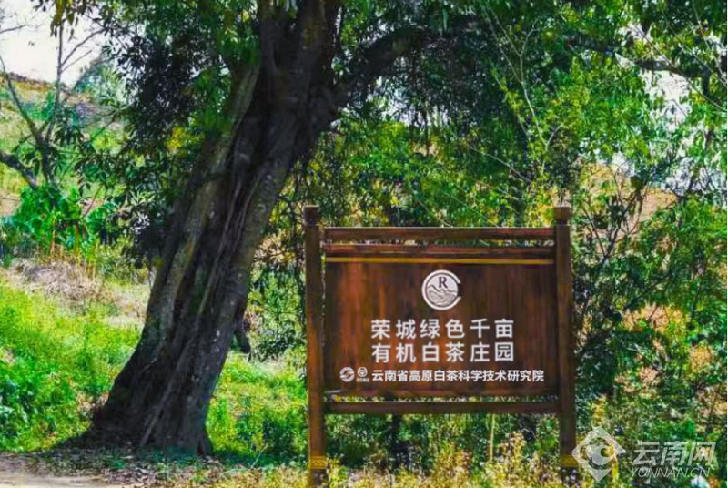 关于创新高原白茶为云茶产业提质的资讯(4)