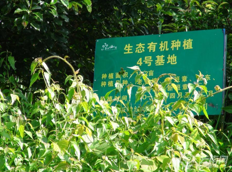 关于创新高原白茶为云茶产业提质的资讯(3)