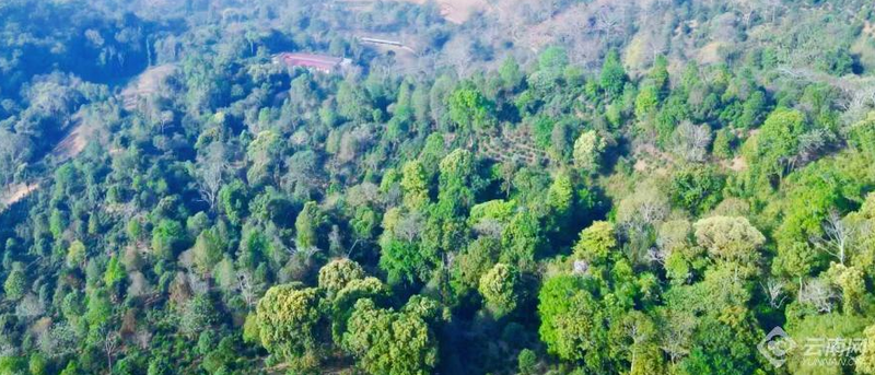 关于创新高原白茶为云茶产业提质的资讯(2)