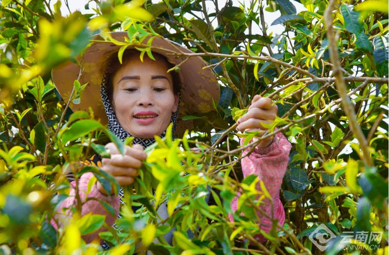 关于创新高原白茶为云茶产业提质的资讯(1)