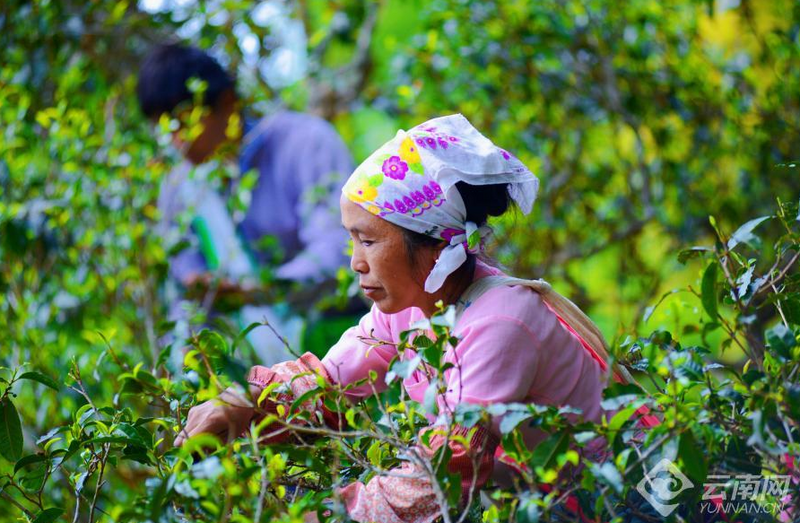 关于创新高原白茶为云茶产业提质的资讯