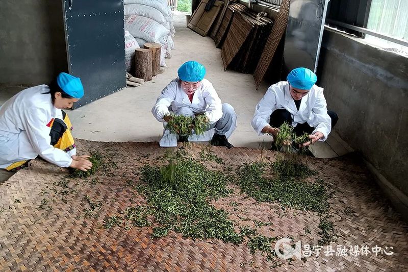 关于昌宁温泉：党建引领续写古茶富民新篇章的最新消息(3)