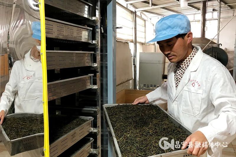 关于昌宁温泉：党建引领续写古茶富民新篇章的最新消息(4)