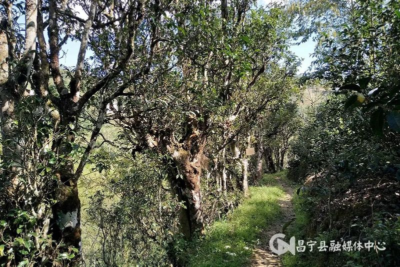 关于昌宁温泉：党建引领续写古茶富民新篇章的最新消息