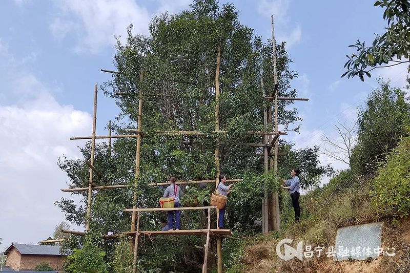 关于昌宁温泉：党建引领续写古茶富民新篇章的最新消息(1)