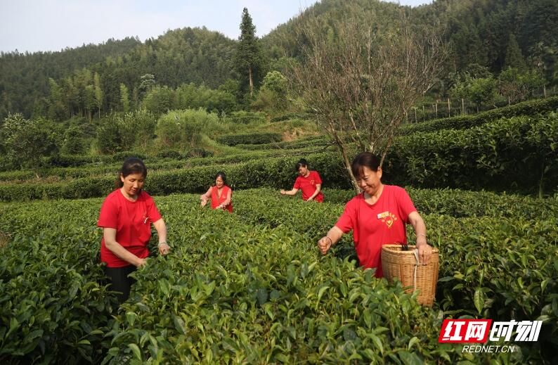 有关于资兴：夏茶采收忙 志愿服务助农争“鲜”的信息