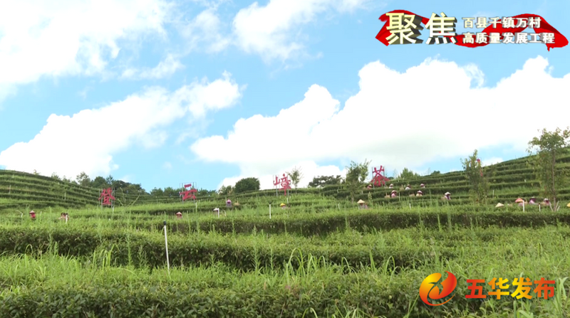 关于五华：强质量 优品牌 扩规模 赋能茶产业高质量发展的信息