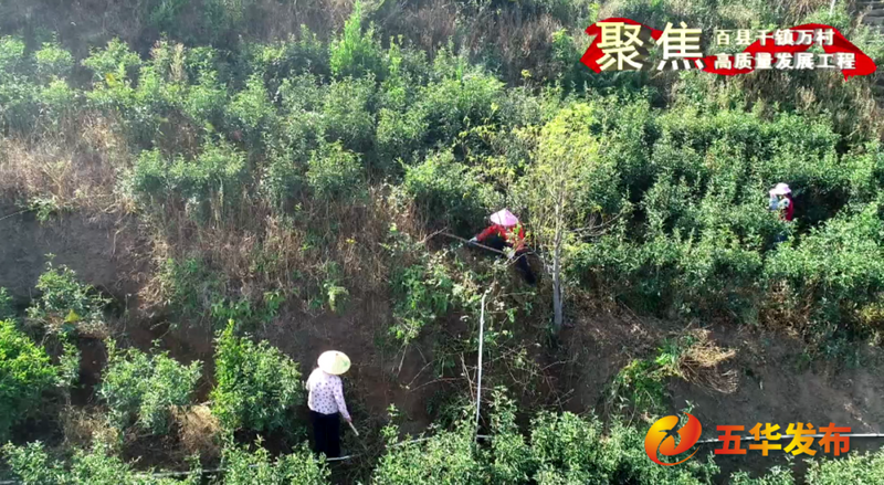 关于五华：强质量 优品牌 扩规模 赋能茶产业高质量发展的信息(2)