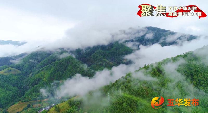 关于五华：强质量 优品牌 扩规模 赋能茶产业高质量发展的信息(4)