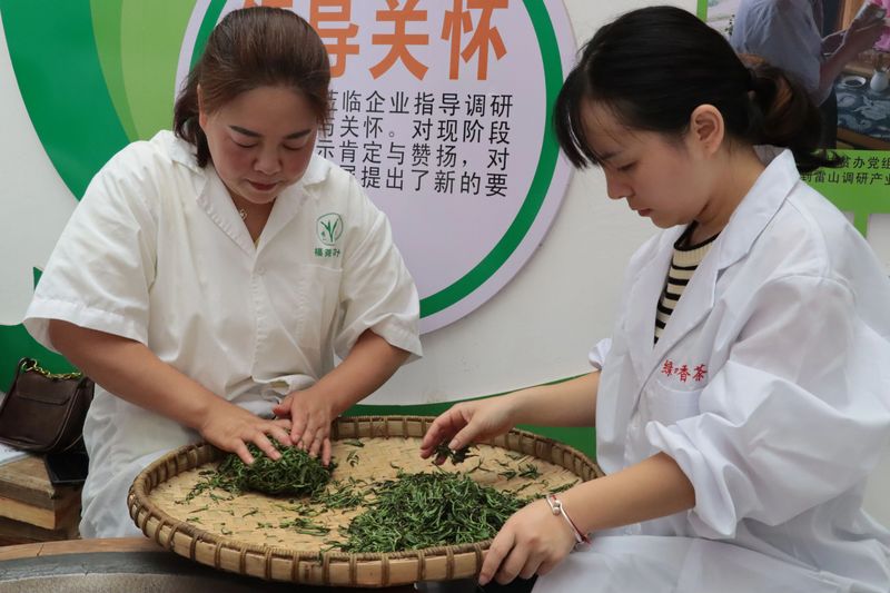 有关于雷山茶叶加工专项培训班走进车间 手把手传授高品质绿茶加工诀窍的新闻(9)