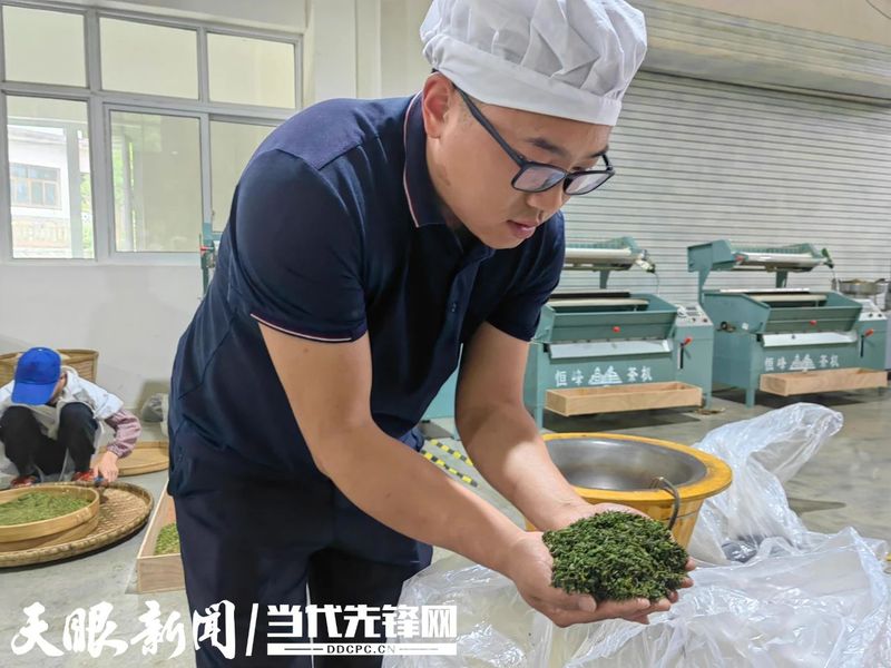 有关于凤冈茶打响“三转”突围战——凤冈县茶产业转型升级纪实的资讯(1)