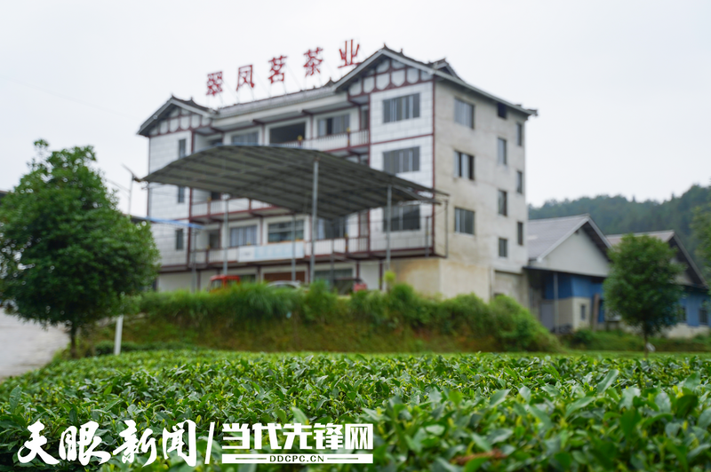 有关于凤冈茶打响“三转”突围战——凤冈县茶产业转型升级纪实的资讯