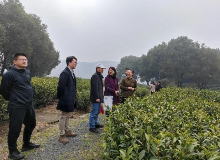 有关于以茶为媒 共促发展 九清农业助力共富进行时的信息(6)