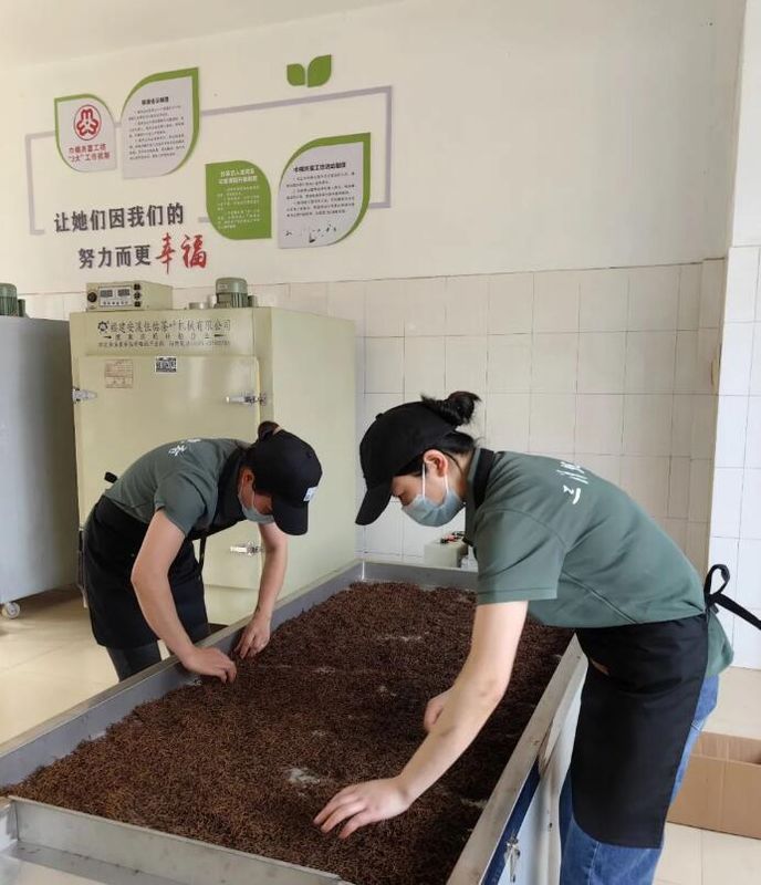 有关于以茶为媒 共促发展 九清农业助力共富进行时的信息(2)