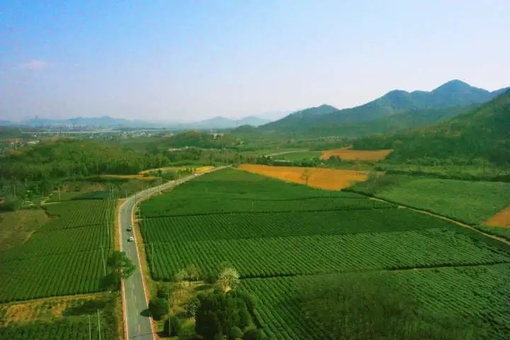 关于“丝路柯桥，茶和天下”2023平水日铸茶入京推介的新闻