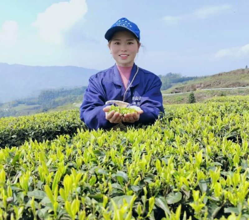 关于宜宾屏山书楼千亩茶园青茶总产量将达175吨的信息(1)