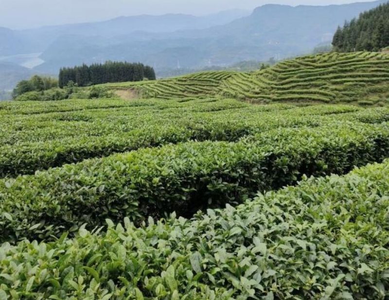 关于宜宾屏山书楼千亩茶园青茶总产量将达175吨的信息