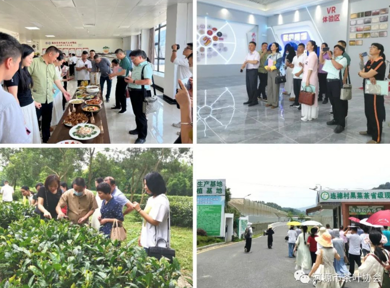 有关于河源市组织茶产业人才赴英德市交流学习，做优做强河源茶产业的相关信息(2)