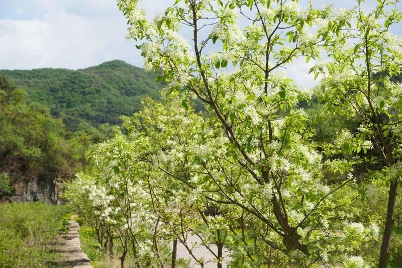 关于“点茶成金”！延庆：绿水青山间，茶农采茶忙的最新消息