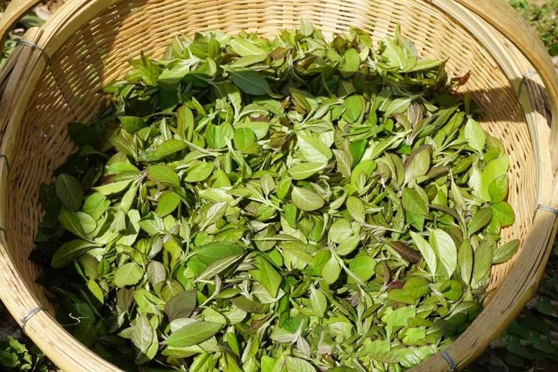 关于“点茶成金”！延庆：绿水青山间，茶农采茶忙的最新消息(2)