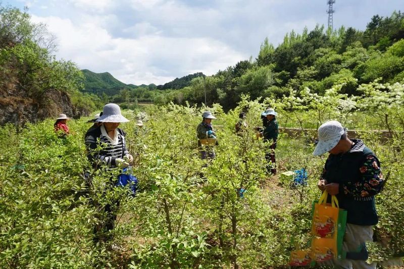 关于“点茶成金”！延庆：绿水青山间，茶农采茶忙的最新消息(3)