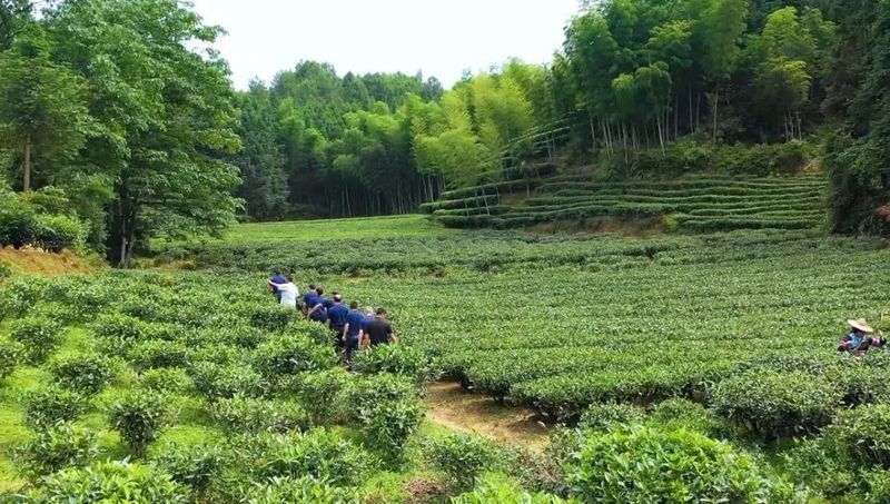 有关于如何打造“品质标杆”？老牌央企以“金”质量诠释白茶价值的消息(4)