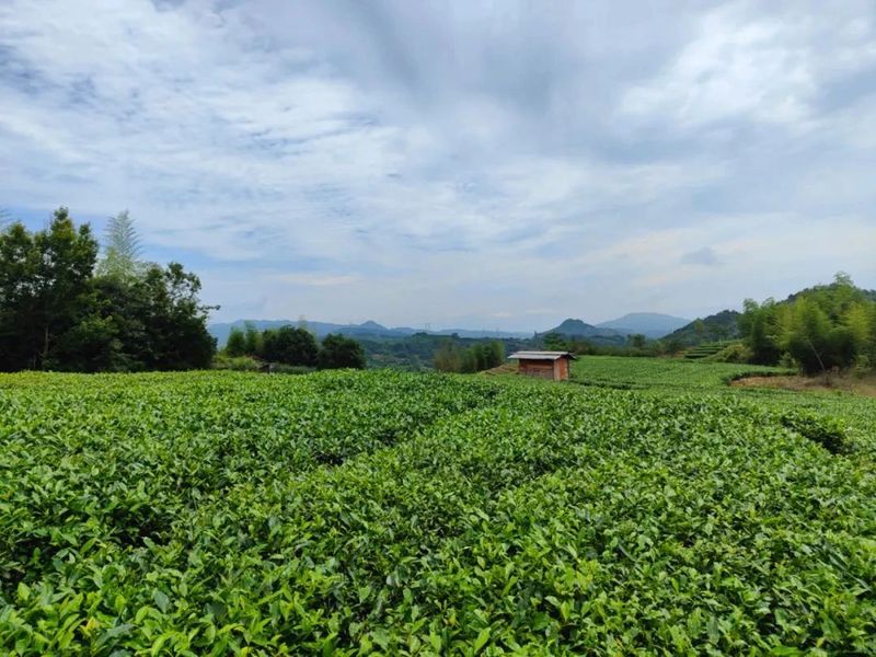 有关于如何打造“品质标杆”？老牌央企以“金”质量诠释白茶价值的消息(2)